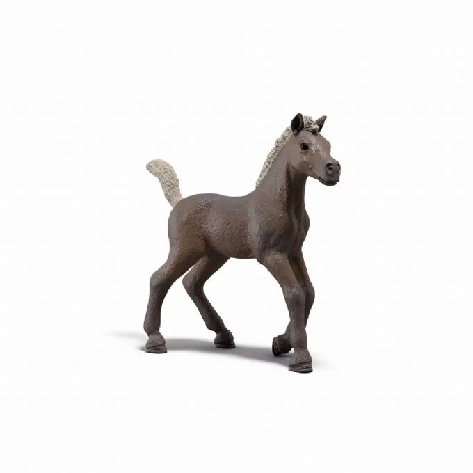 Colt Darcy version 1